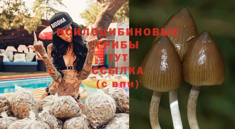 наркотики  Коряжма  Галлюциногенные грибы Magic Shrooms 